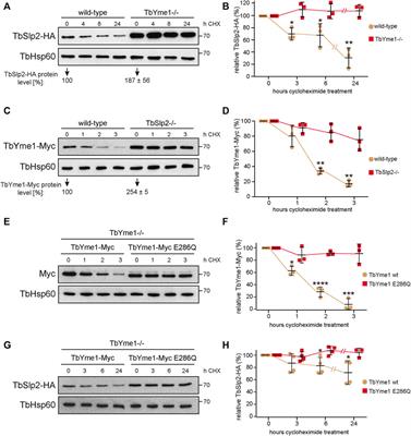 A Conserved Mitochondrial Chaperone-Protease Complex Involved in Protein Homeostasis